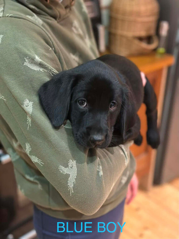 KC Labrador puppies READY TO LEAVE! 3 left!