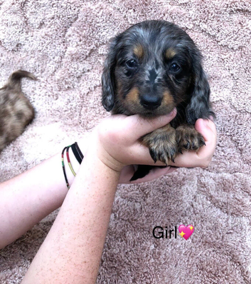 6 beautiful dash hound pups ready to leave for there forever home