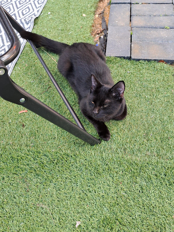 Kitten