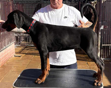 TOP QUALITY DOBERMANN PUPPIES AVAILABLE