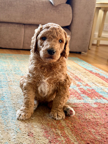 Pure breed standard poodle puppies