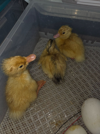Day old mixed ducklings