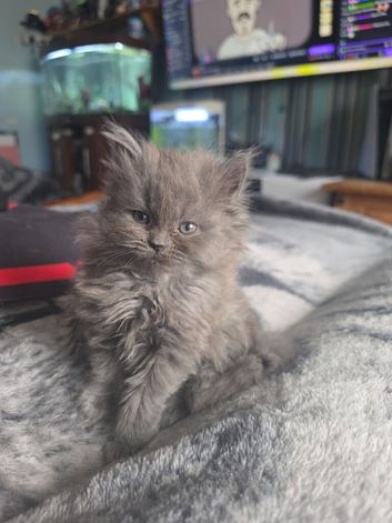 3 stunning persian kittens