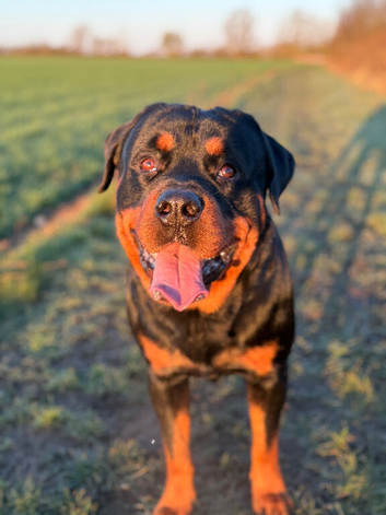 Beautiful boy rottie