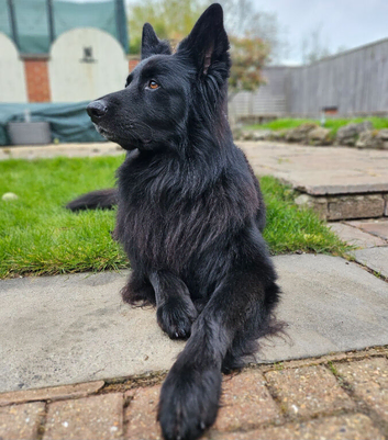 Gorgeos German Shepherd STUD