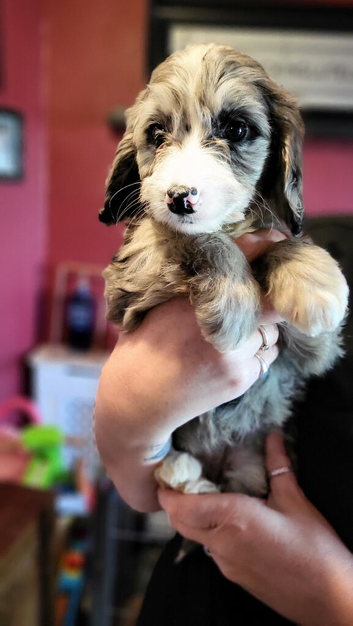 Cockapoo puppy's