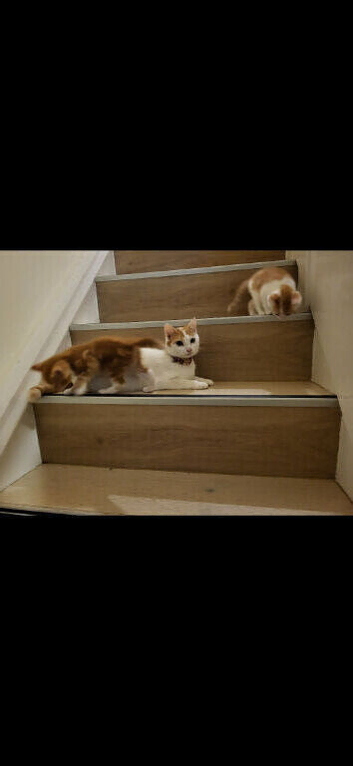 Beautiful kitten looking good a home