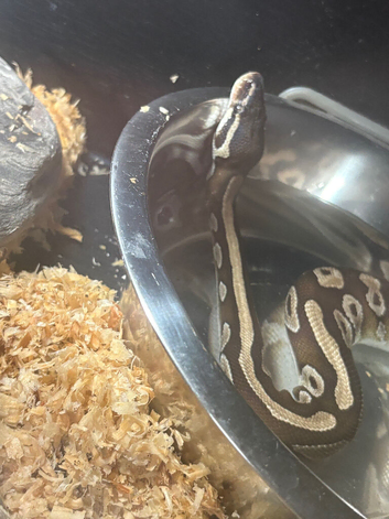 2 year old female Ball python for sale
