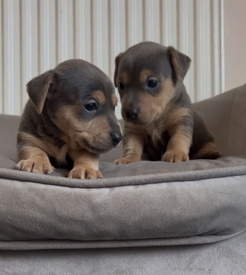 Blue and tan Jack Russell pups