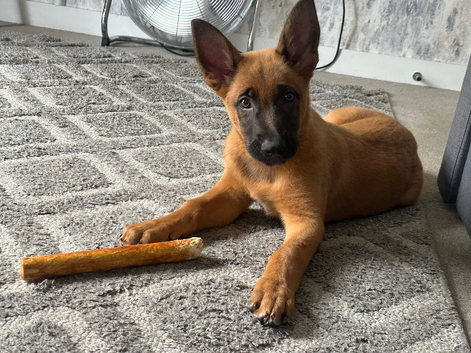 Belgian malinois