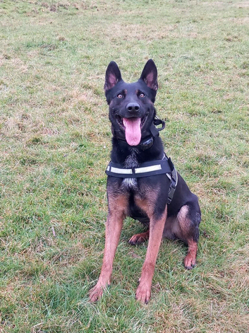 Superb Malinois X for Stud
