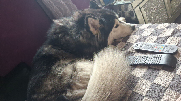 I have 5 cane corso crossed siberian huskys ready for there forever homes