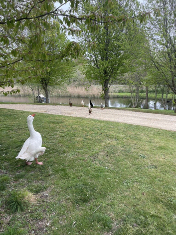 Offering a good home to any ducks (indian runner or other) in need...