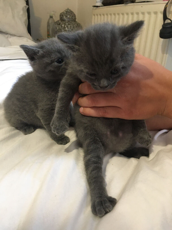 British shorthair x