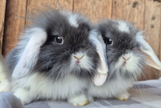Mini lop baby boy and mini lion lop babys