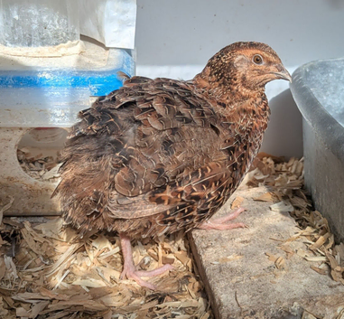Free male quail