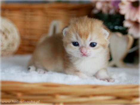 Golden chinchilla kittens