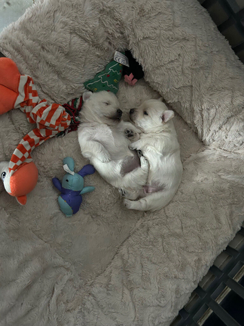 Two gorgeous female Westie puppies