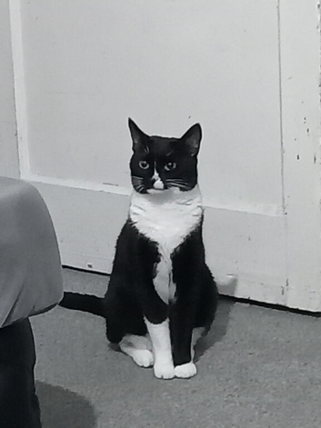 Black and white female cat