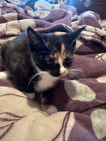 Kittens for sale