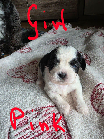 Puppy