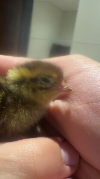 Bay quails for sale