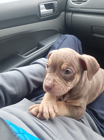American bully x rottweiler