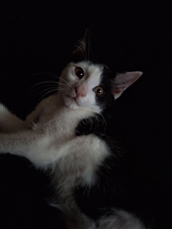 kitten