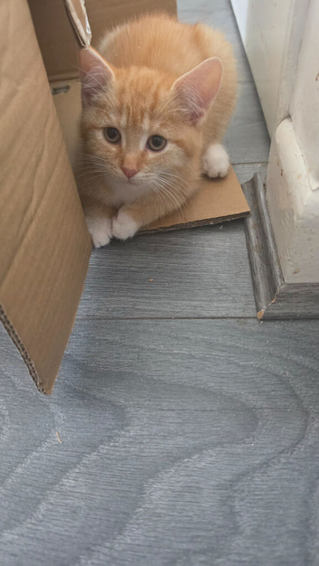 Male cat 9 weeks for sale