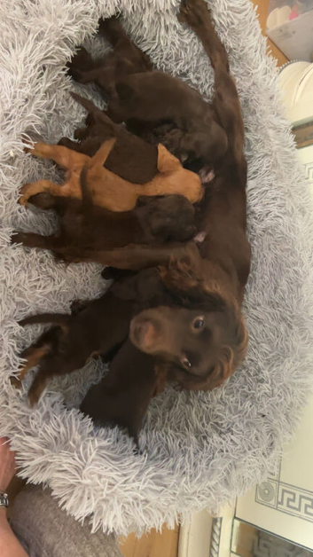 Beautiful cockapoo puppies