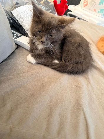 Beautiful grey & white kitten