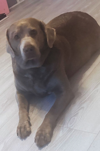 Kc registered & health tested silver Labrador