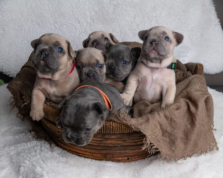 Perfect Little Frenchie &ndash; Cute, Loving & Playful
