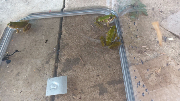 European marsh frog