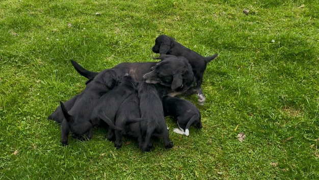 Labrador cross cocker spaniel puppies.