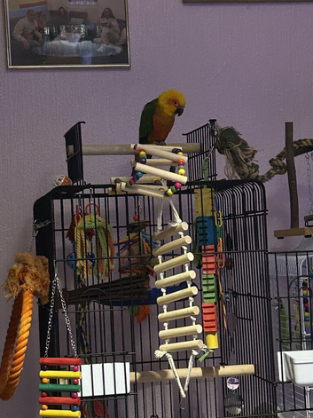 Jenday conure