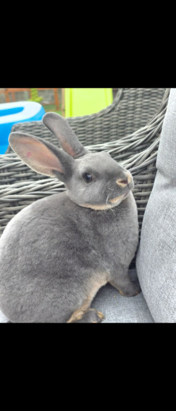 Mini rex looking for new homes.