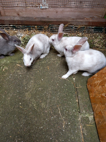 Mini rex baby girls