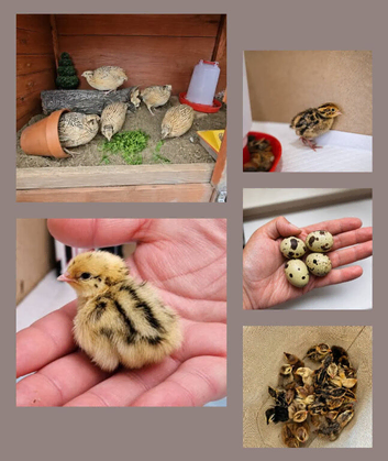 Coturnix Quail Chicks