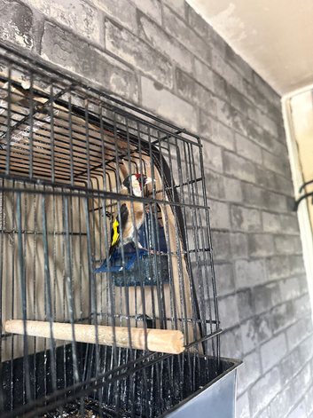 &pound;70 or nearest offer Male Goldfinch I paid &pound;200 few months ago only want &pound;70 for him very good bird