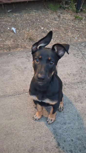 Belgian Mali x German shepherd