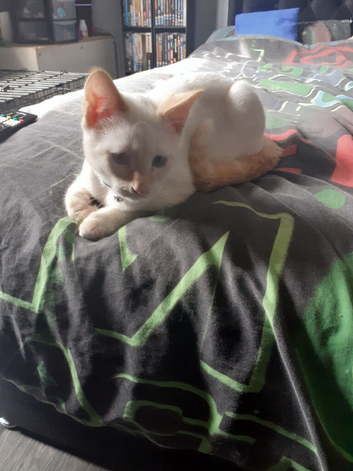 Male ragdolls cross
