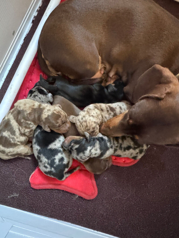 Super cute mini dachshund pups