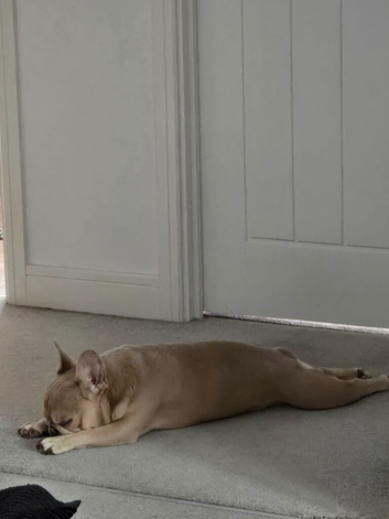Rehoming needed French Bulldog Male