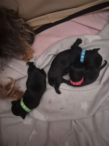 3 chorkie boys pups