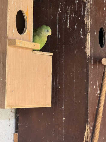 Barrabands for sale
