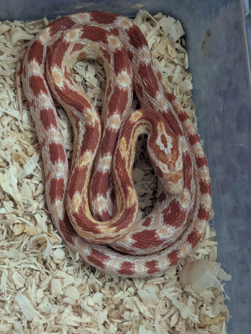 Baby amel corn snake with or without faunarium
