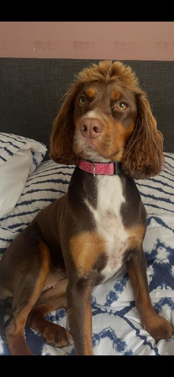 Kc registered Cocker spaniel puppies