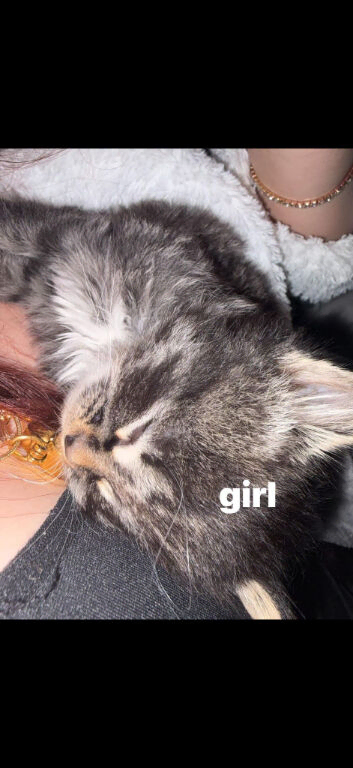 Kittens