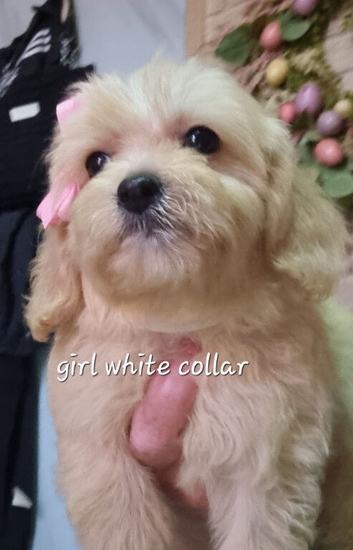 Cavapoochon